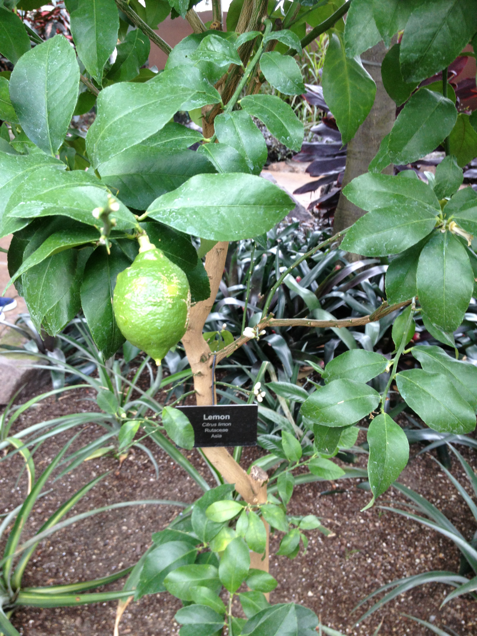颜色非常奇特的植物,有点像蛇皮白色天堂鸟口香糖树这个房间再往里走