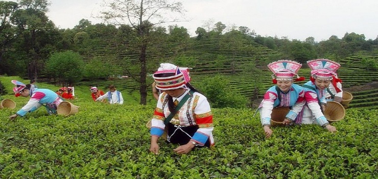 高香万亩生态茶文化园（云茶山庄）