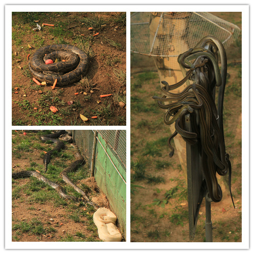 袋鼠哪儿都有,但这只身残志坚,让人看了怪心疼的.草泥马!