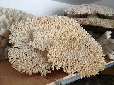 朱家尖特产导航