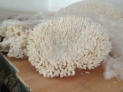 朱家尖特产导航