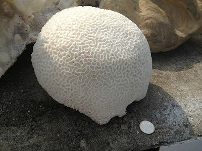 朱家尖特产导航