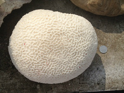 朱家尖特产导航