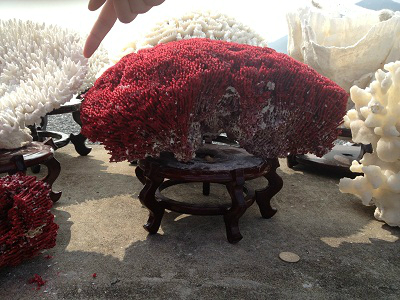 朱家尖特产导航