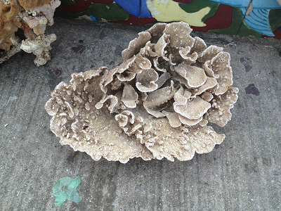 朱家尖特产导航