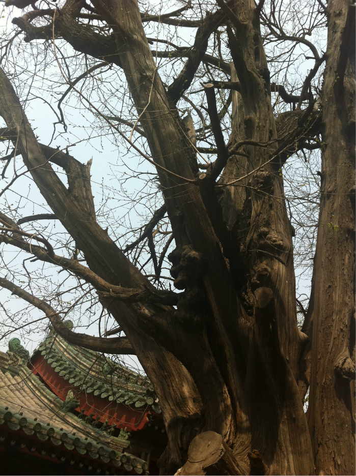 对孔庙印象最深刻的是随处可见的形态各异的古树 这棵是最有意思的一