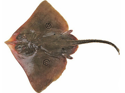 【韩国旅游 . 美食全南】让人欲罢不能的全南罗州洪鱼宴