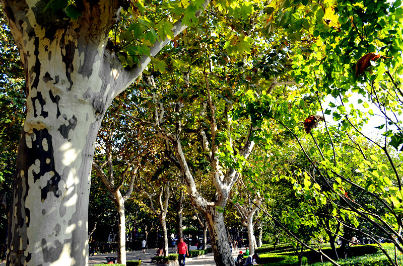 上海复兴公园闲逛记