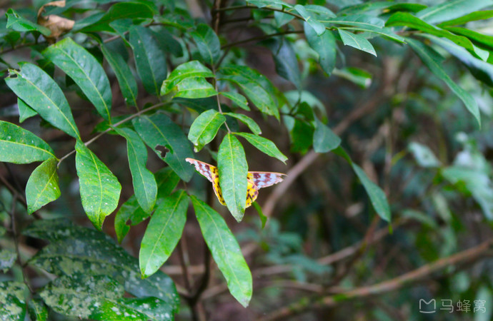 凤园蝴蝶保育区旅游图片,凤园蝴蝶保育区自助游图片,凤园蝴蝶保育区