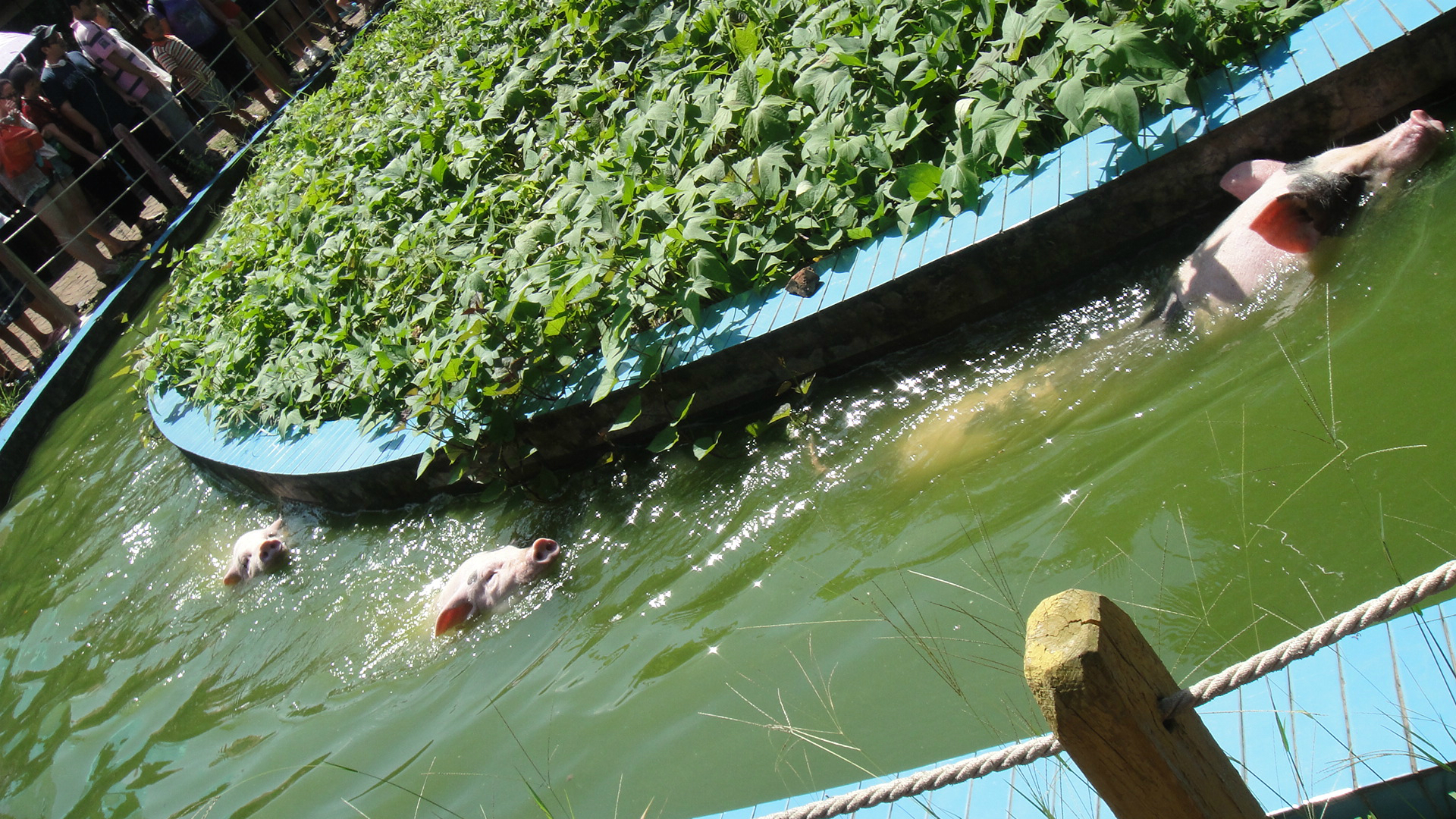 珠海有个鳄鱼岛