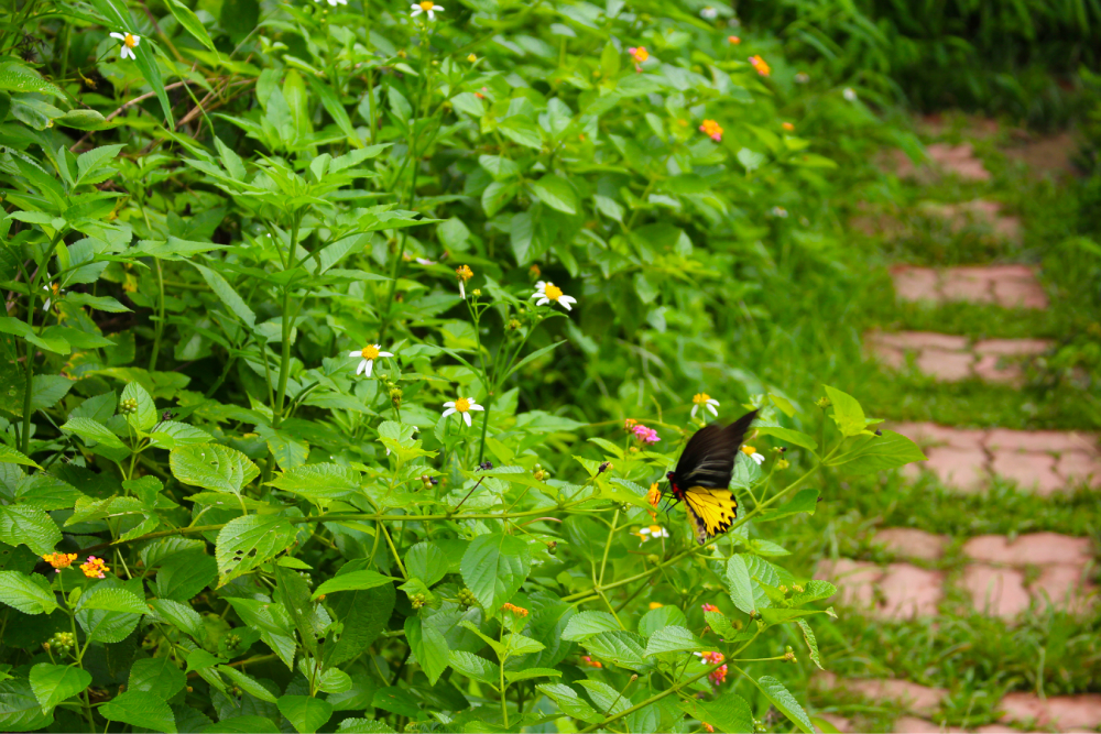 凤园蝴蝶保育区