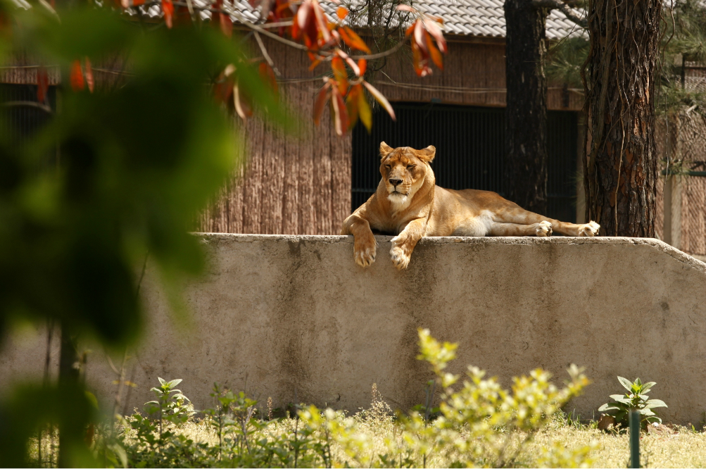 九峰野生動物園,武漢旅遊攻略 - 馬蜂窩