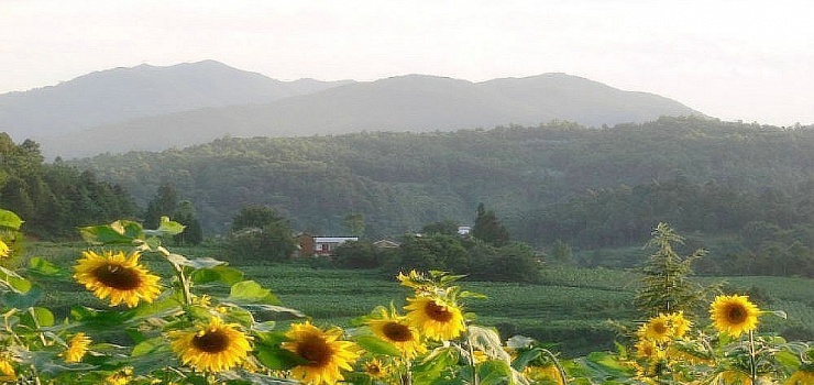 凤龙湾景区薰衣草庄园