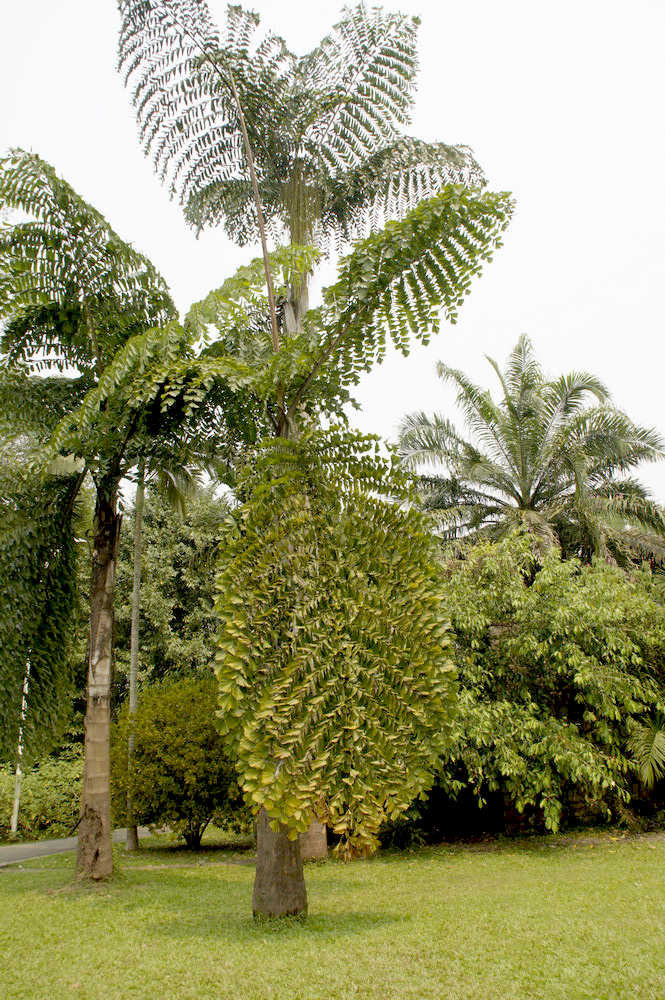 好高大的"弯钩刺竹".