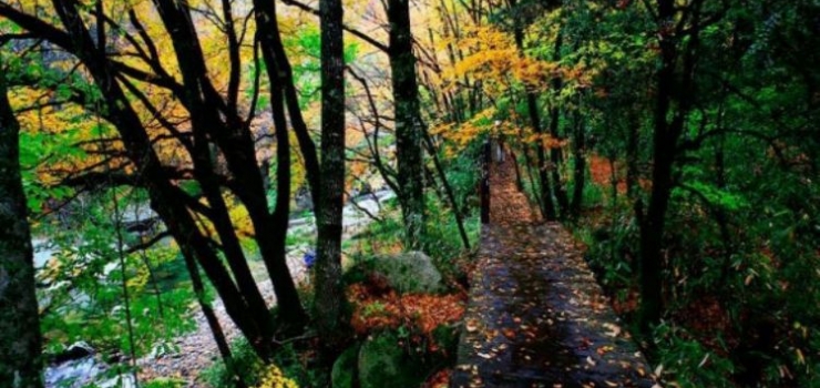 米仓山国家森林公园