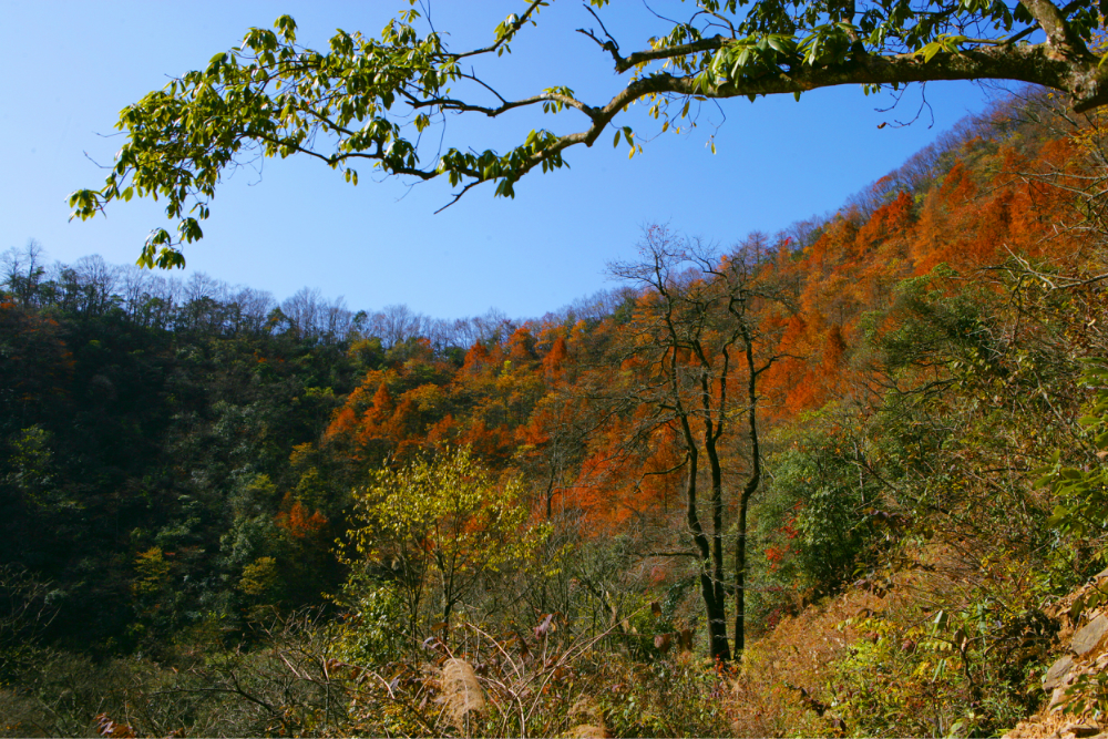 游张家界市桑植县八大公山原始森林