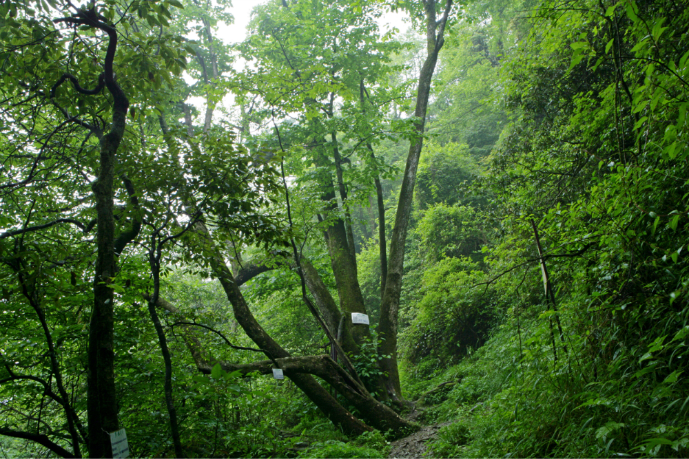 游张家界市桑植县八大公山原始森林