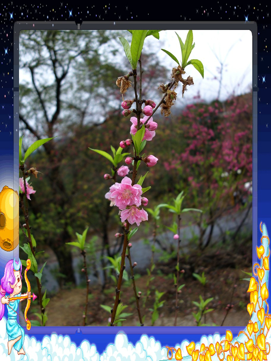 除夕前小女游台北猫空杏花林