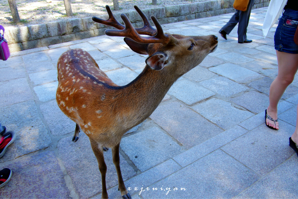 抓拍.也被称作鹿公园,其中有1200多头鹿生活在这里,这些鹿都很温顺.