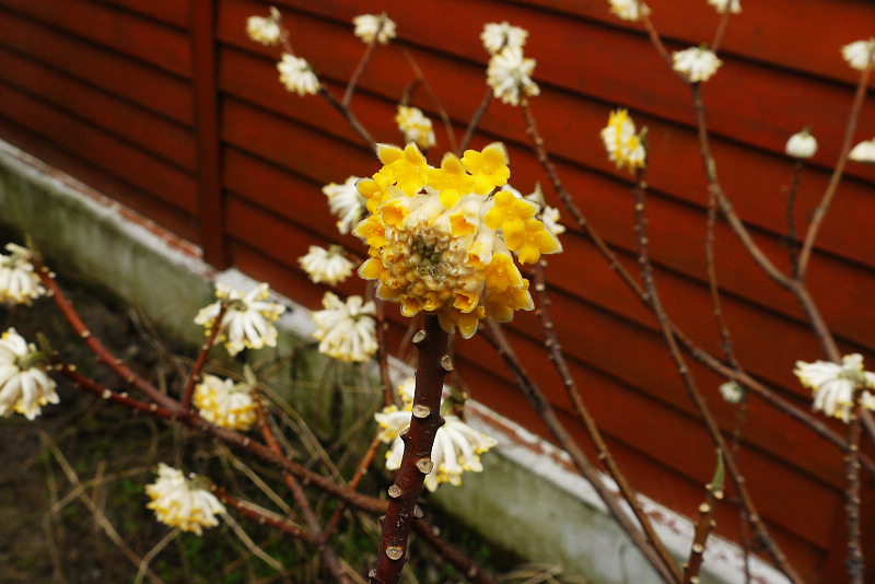 不知名的花 - 马蜂窝