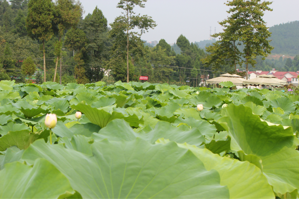 新中龙居村荷花节,就是是人山人海