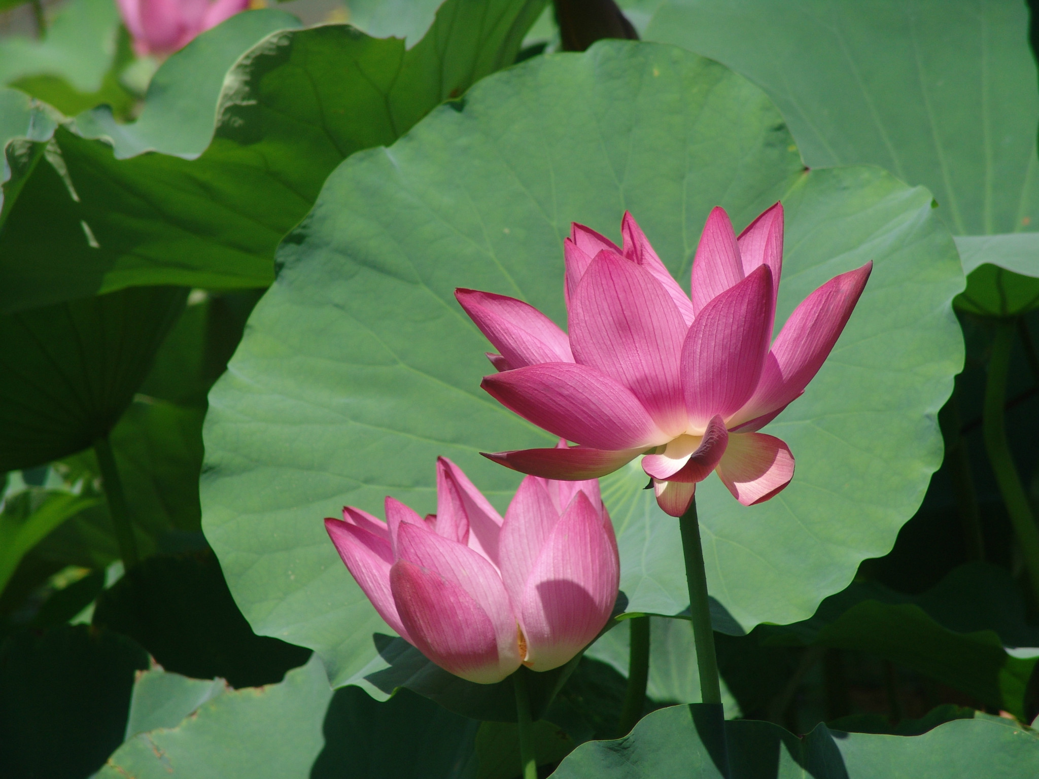 盛夏丽日(游北京植物园 四)图片238,北京市旅游景点,风景名胜 