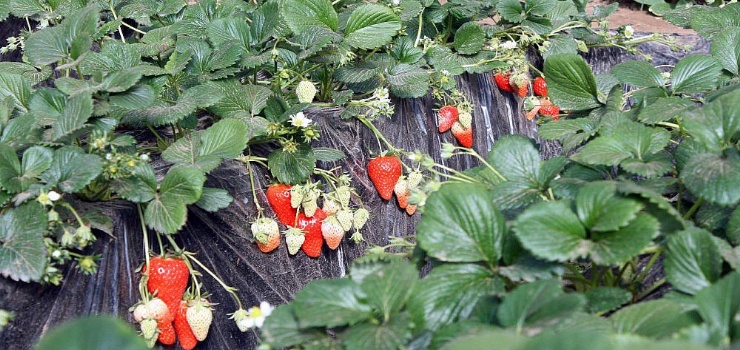 北京珍香草莓园