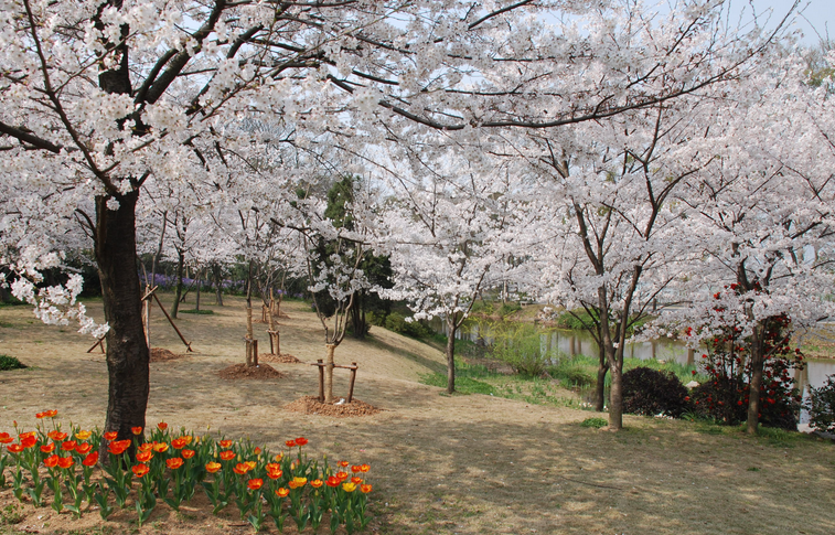 2017大連櫻花節大連櫻花節時間地點活動安排