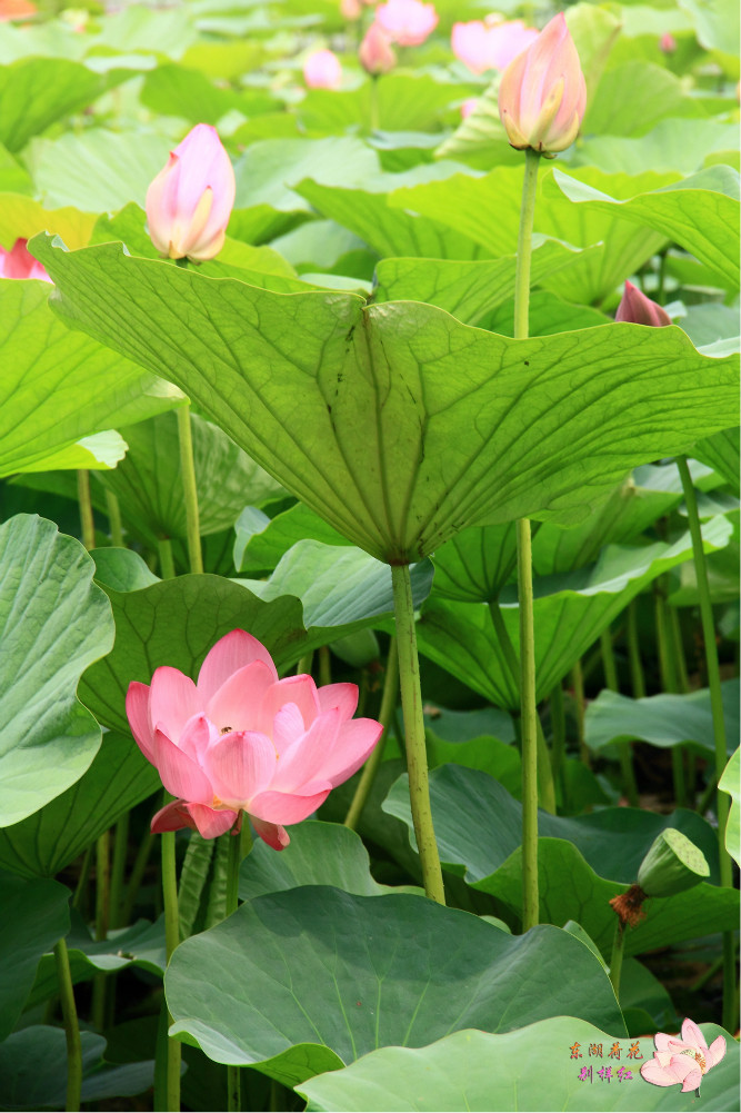 瀋陽又一個好去處東湖荷花別樣紅