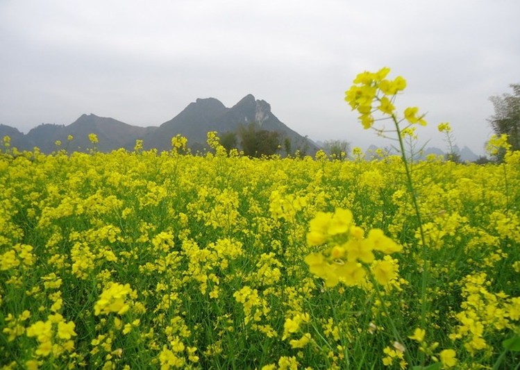 自駕上林油菜花路線二:從南寧安吉上都南高速,在武鳴縣府城出口下高速