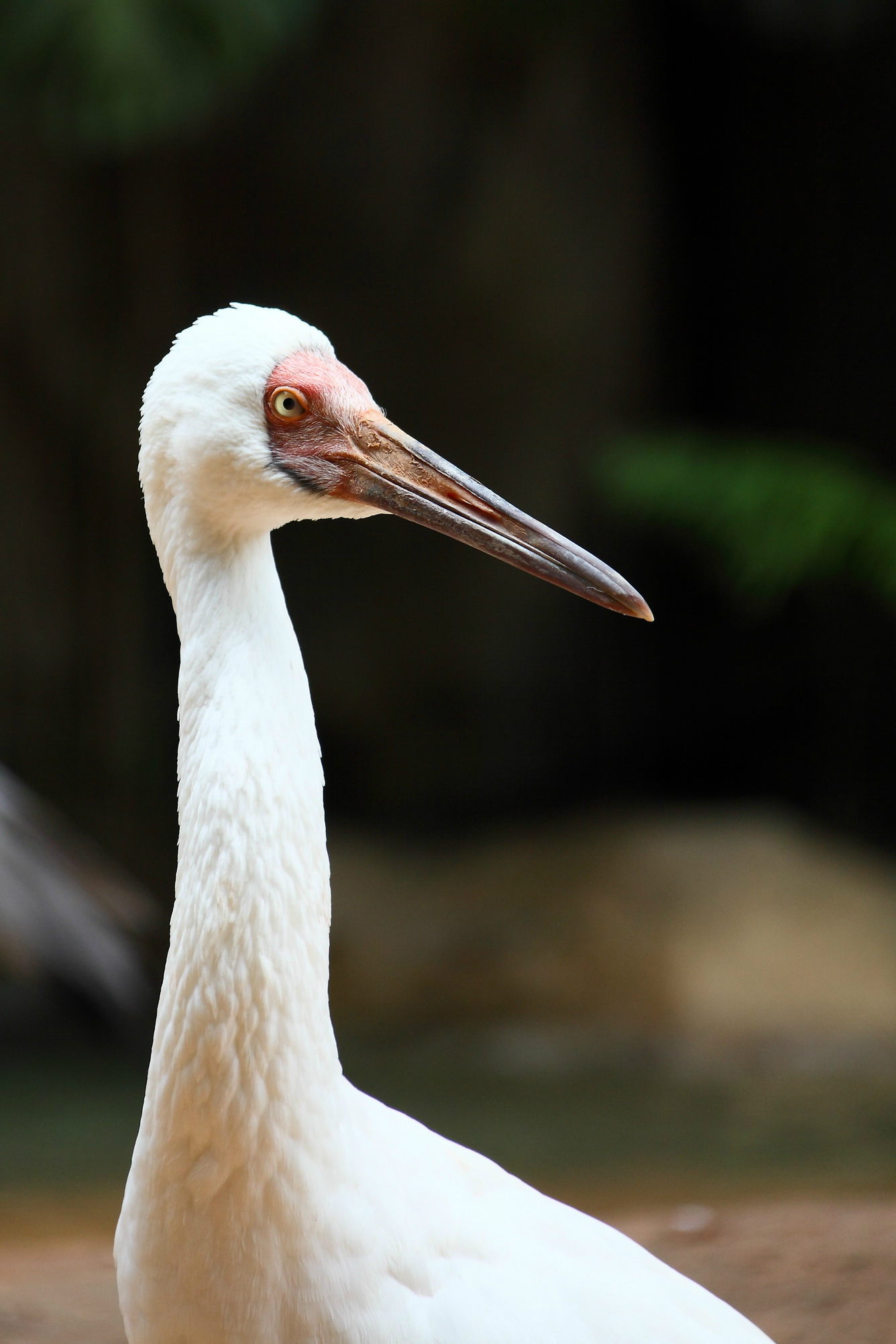 廣州長隆野生動物園之白鶴