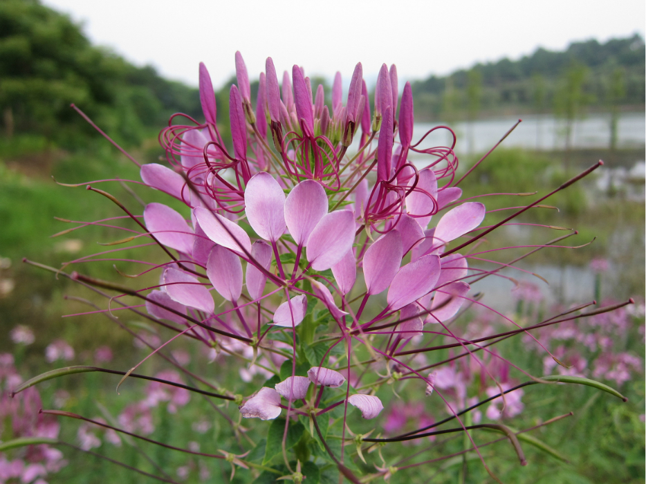 吼吼,醉蝶花 - 马蜂窝