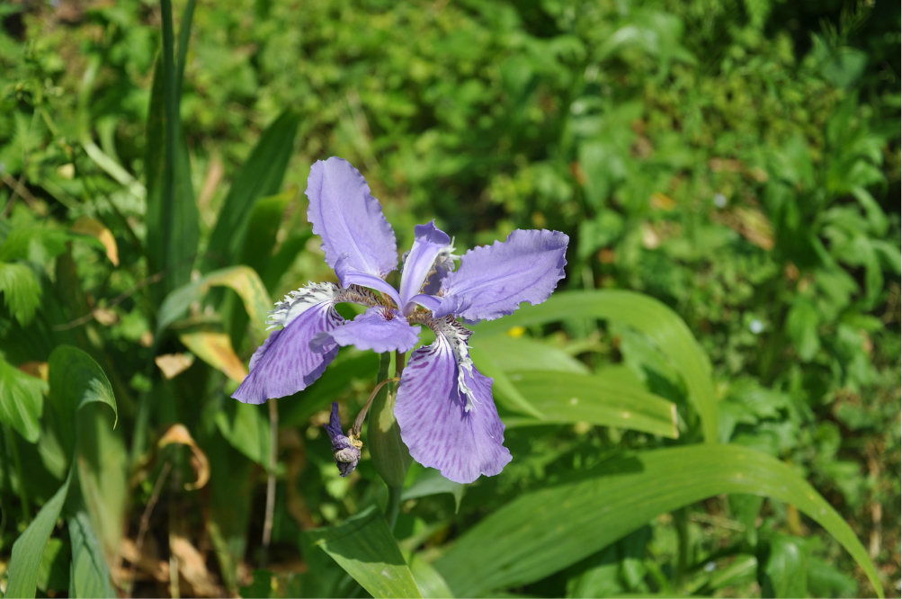 肥瘦思考者卡哇伊的小鹅···上演潜水··武当人家函胖胖的飞翔竹
