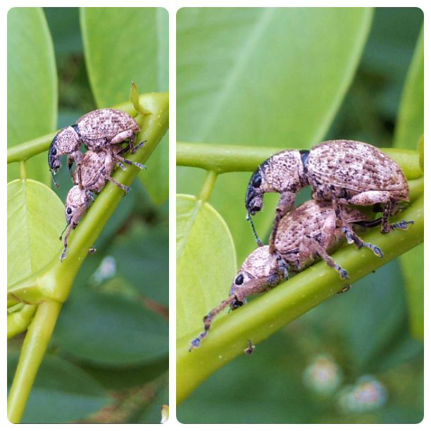 5,天牛6,黑长 喙 天蛾7,蝉8,灰蓝蝶各种蝶9,龙眼鸡10,金龟子