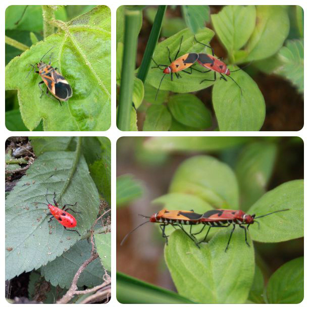 灰橘象5,天牛6,黑长 喙 天蛾7,蝉8,灰蓝蝶各种蝶9,龙眼鸡10,金龟子