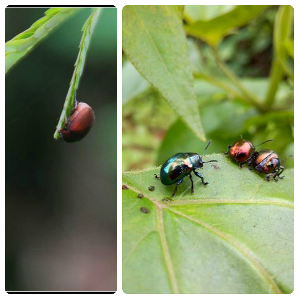 10,金龟子9,龙眼鸡各种蝶8,灰蓝蝶7,蝉6,黑长 喙 天蛾5,天牛4,灰橘象