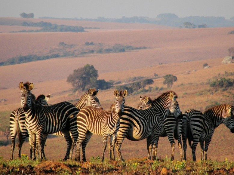 心中的印记马拉维非洲热情之心二北部最美国家公园尼卡