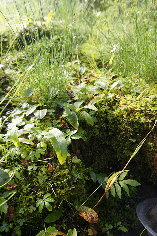 真想就这么住在森林里面.