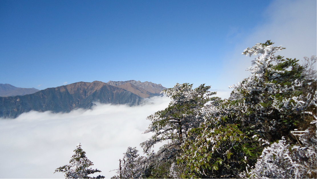 西嶺雪山天然的冰雪森林