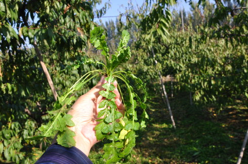 薺菜篇,平谷自助遊攻略 - 馬蜂窩