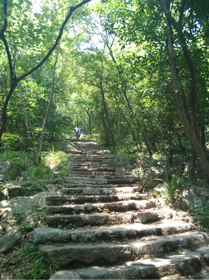 很有意境钟山风景名胜区就这样 我们开始了漫长的紫金山之旅台阶很高