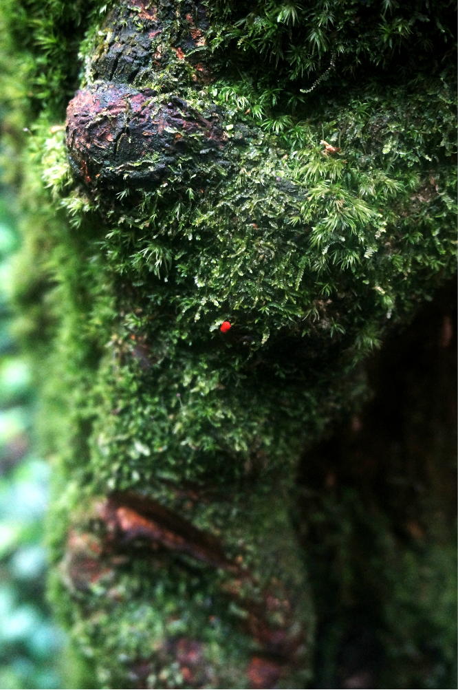 东经105度北纬28度上的原生态更新完毕