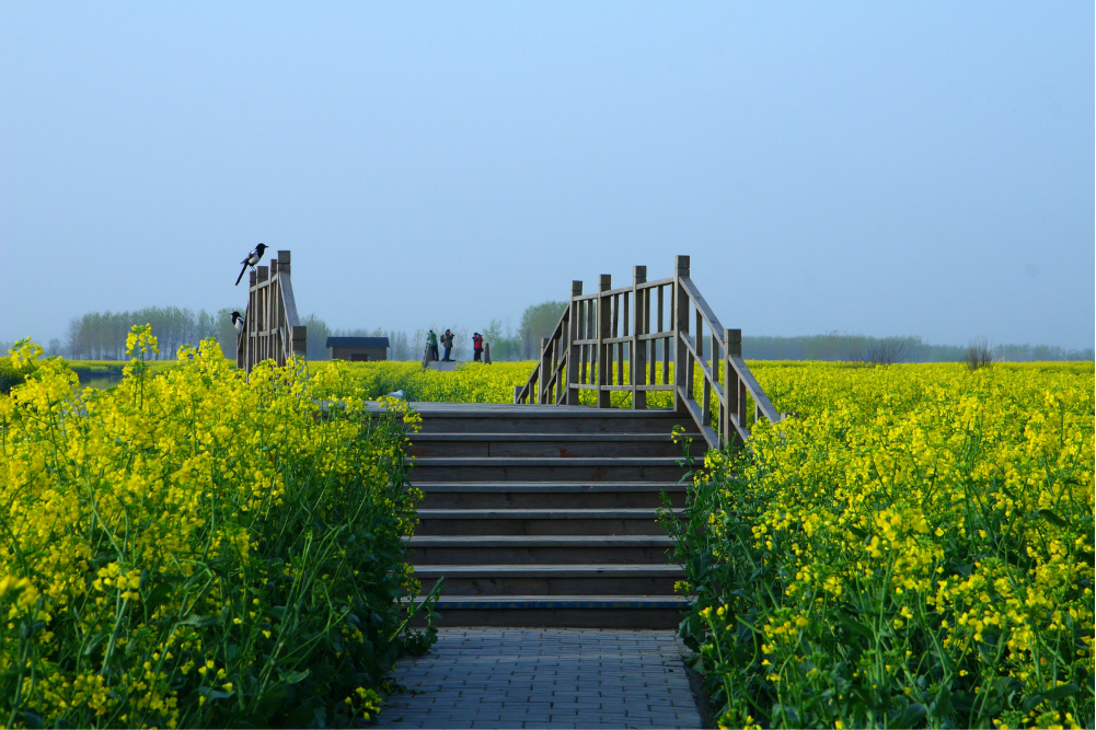 江蘇省旅遊 興化旅遊攻略 花甲老人興化看油菜花