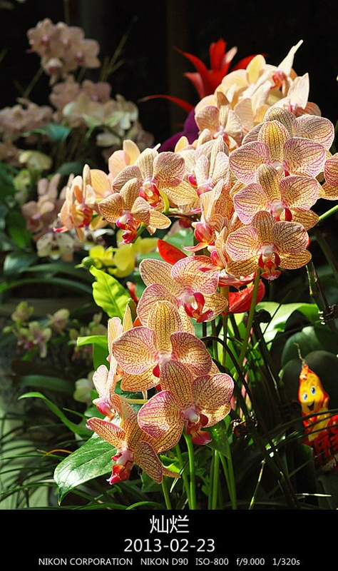 北京植物园春节花展图片