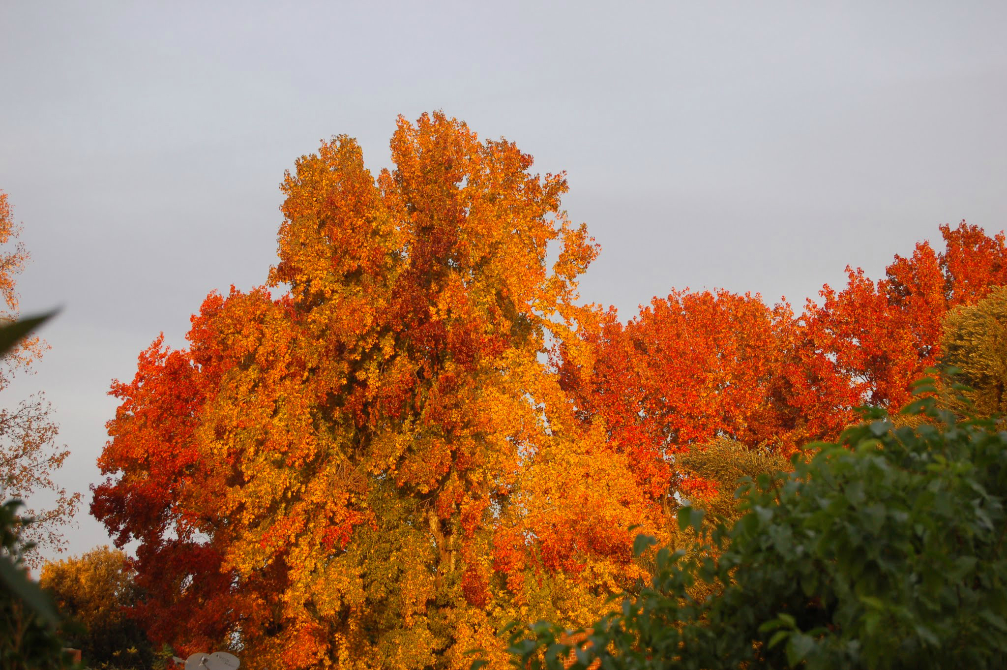 金秋的洛杉矶 早上拉开窗帘,窗外火红,金黄和明黄的秋色就令人震撼.