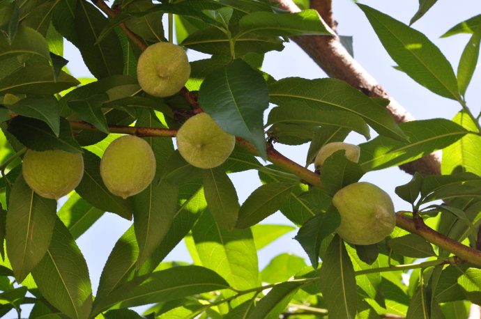 这棵桃树结的桃子也不少,为什么没有给它套上纸袋呢?