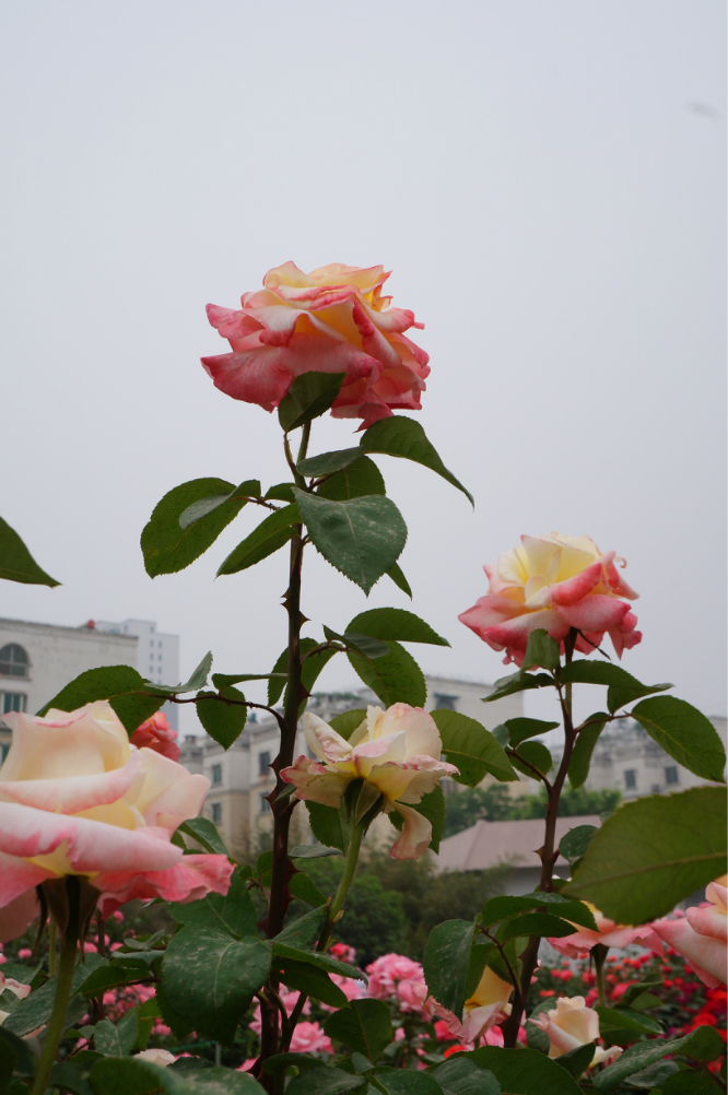 莱州市第二十三届月季花节将在5月25日举办,莱州是"中国月季之都"