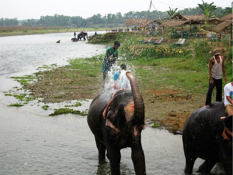 大象鼻子洗澡图片