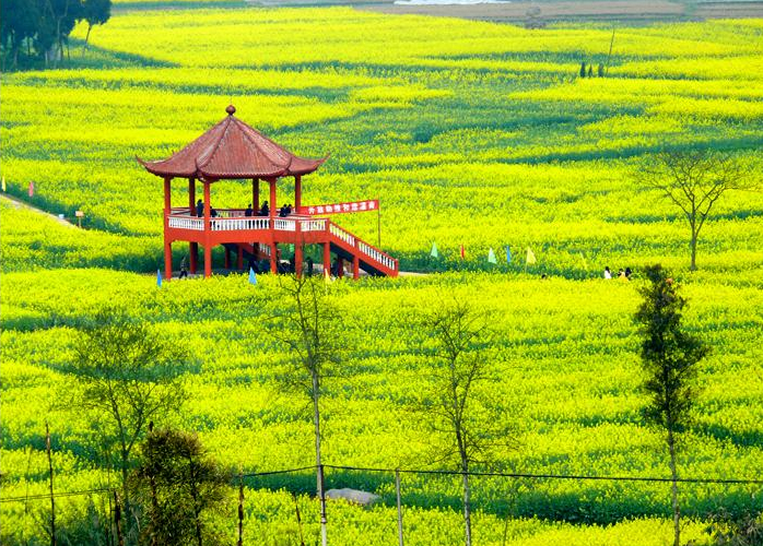 2013重庆潼南油菜花节潼南油菜花节时间门票
