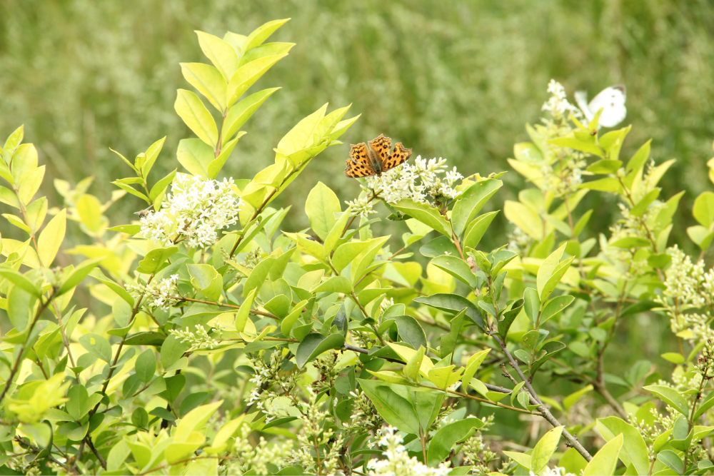 重庆白市驿登山步道51